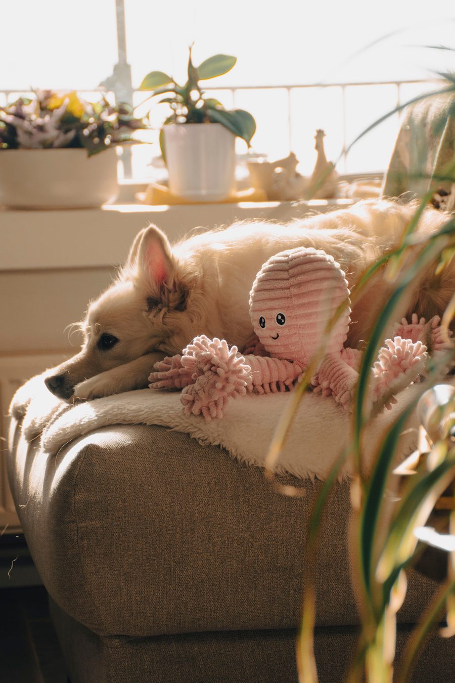 Dog cuddling a plush toy